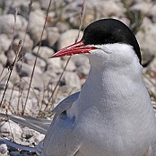Arctic Tern  "Sterna paradisaea"